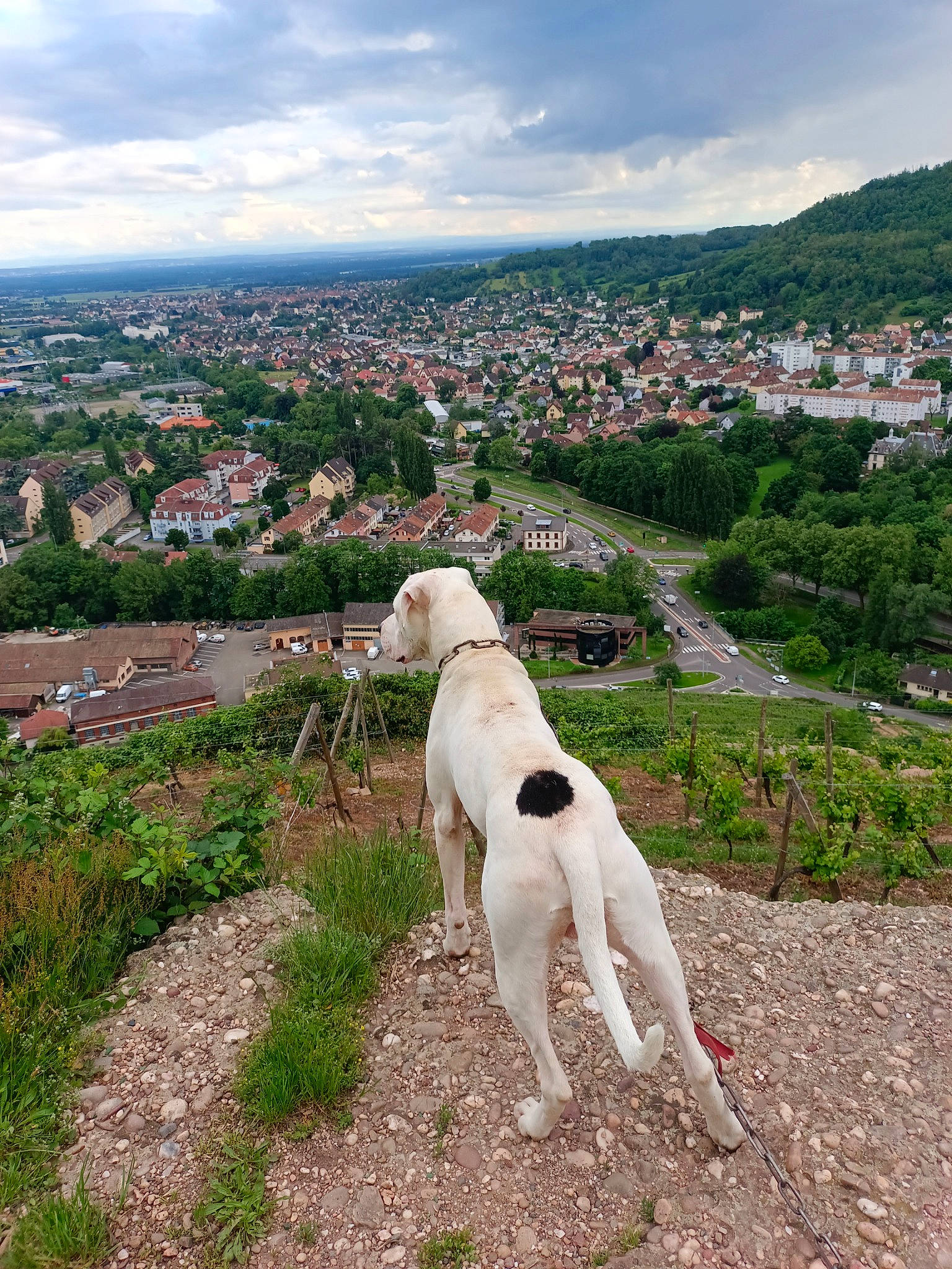 Sultant a rejoint le concours — aidez-le/la à gagner de superbes lots ! building, canidae, carnivore, city, cloud, companion_dog, dog, dog_breed, fawn, grass, hill, horizon, landscape, leash, plant, sky, sporting_group, tail, tree, working_animal