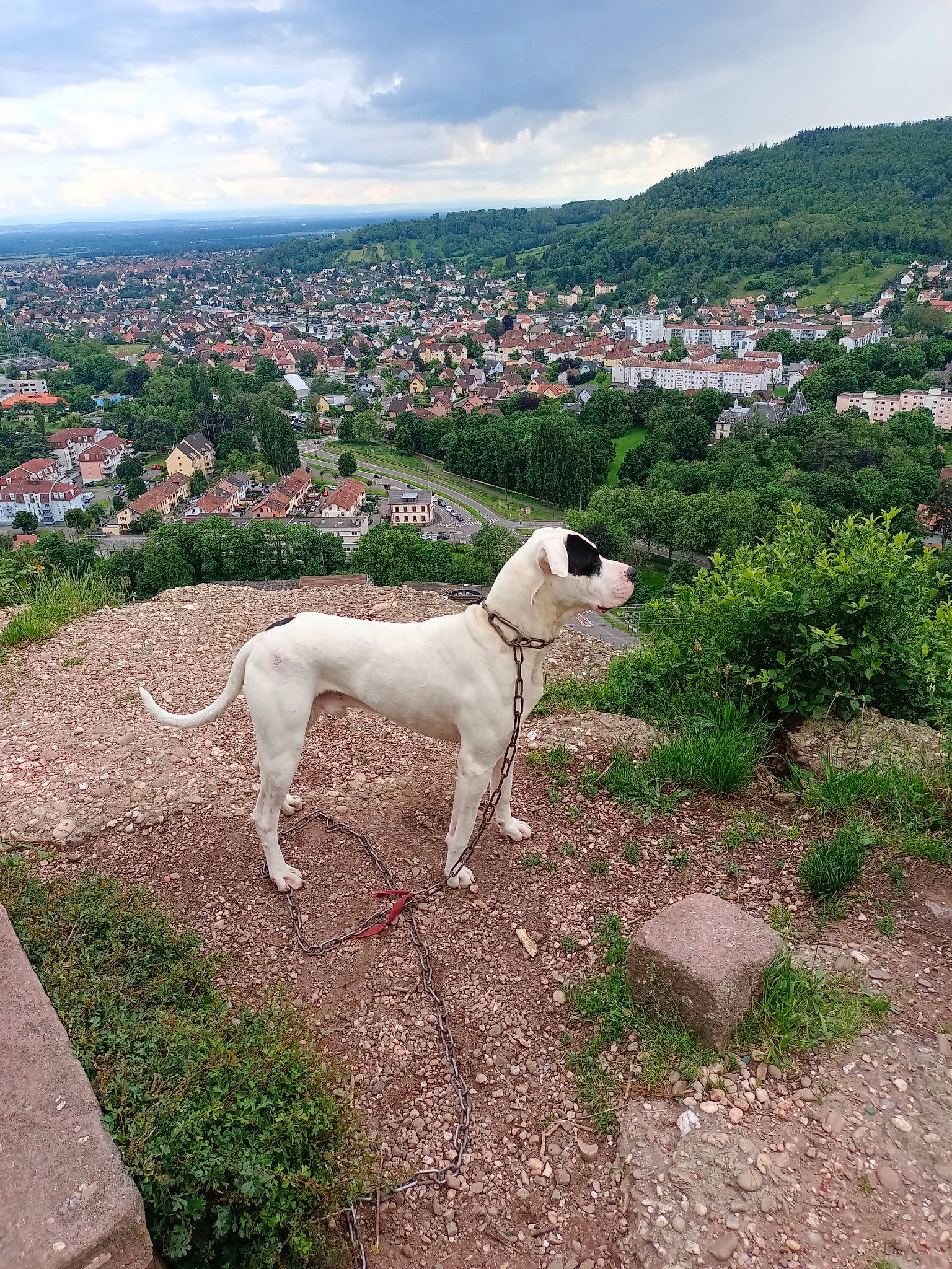 Sultant participe au concours pour gagner de l'argent avec cette photo : art, canidae, carnivore, cloud, collar, companion_dog, dog, dog_breed, fawn, grass, hill, landscape, pasture, plant, sheep, sky, sporting_group, tail, tree, working_animal