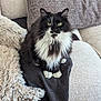 cat, black_and_white, fluffy, green_eyes, sitting, blanket, couch, pillows, cozy, indoor, pet, feline, fur, domestic_cat, resting, looking_at_camera, home, comfortable, soft, living_room