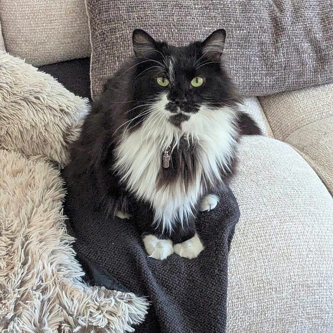 Aïko participe au concours pour gagner de l'argent avec cette photo : black_and_white, blanket, cat, comfortable, couch, cozy, domestic_cat, feline, fluffy, fur, green_eyes, home, indoor, living_room, looking_at_camera, pet, pillows, resting, sitting, soft