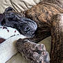 Bobo is registered to the contest to win money with this photo: dog, sleeping, brindle, paw, closeup, couch, blanket, relaxed, nap, pet, animal, fur, cozy, indoor, comfort, rest, canine, laying, soft, home