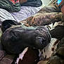 Bobo is registered to the contest to win money with this photo: dog, sleeping, brindle, blanket, couch, arm, smartwatch, closeup, pet, resting, fur, indoor, comfort, relaxation, companion, animal, snuggle, cozy, nap, home
