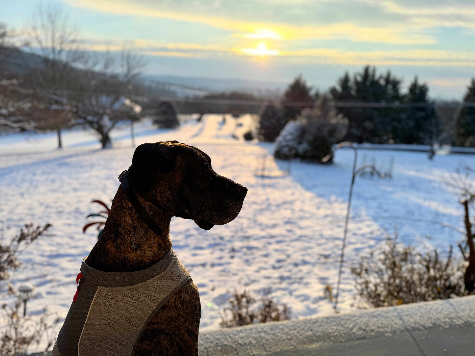 Bobo joined the competition — help win amazing prizes! dog, canine, pet, winter, snow, sunset, outdoor, animal, landscape, nature, trees, collar, vest, silhouette, sky, sun, shadow, quiet, peaceful, frozen
