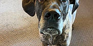 Bobo is registered to the contest to win money with this photo: dog, brindle, canine, pet, indoor, carpet, kitchen, cabinet, floor, curious, looking_up, ears, tail, animal, mammal, companion, domestic, brown, black, friendly