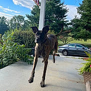 Bobo is registered to the contest to win money with this photo: dog, brindle, porch, outdoor, leaping, american_flag, greenery, car, tree, sky, daylight, plant, pet, animal, canine, ears_up, concrete, nature, summer, playful