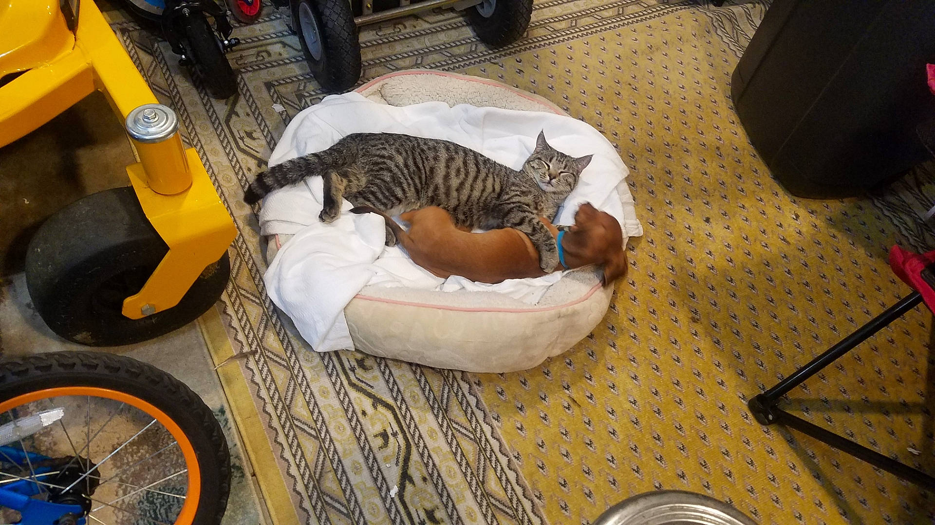 Jinks is registered to the contest to win money with this photo: automotive_tire, bag, black, carnivore, cat, comfort, felidae, fender, floor, flooring, hardwood, luggage_and_bags, motor_vehicle, small_to_medium_sized_cats, sneakers, tire, tread, wheel, whiskers, wood