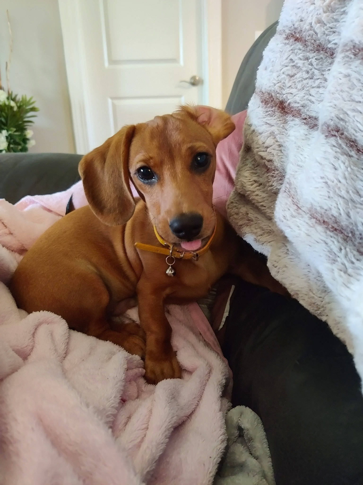 Jinks joined the competition — help win amazing prizes! canidae, carnivore, comfort, companion_dog, dog, dog_breed, ear, fawn, flowerpot, hardwood, hound, houseplant, liver, plant, scent_hound, snout, sporting_group, whiskers, wood, working_animal