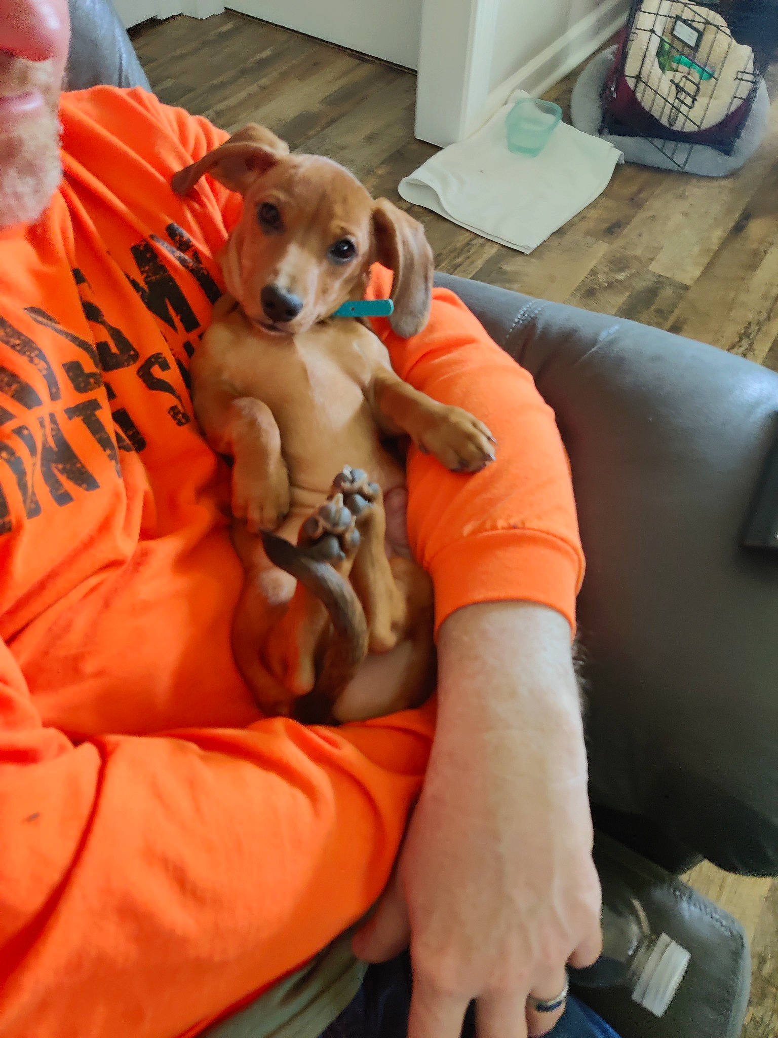 Jinks joined the competition — help win amazing prizes! carnivore, chair, comfort, companion_dog, couch, dog, dog_breed, dog_supply, fawn, fur, lap, mammal, orange, room, sporting_group, stuffed_toy, toy, toy_dog, vertebrate, working_animal