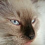 Salsa participe au concours pour gagner de l'argent avec cette photo : animal, animal_face, blue_eyes, cat, close_up, cute, detail, face, feline, fluffy_fur, fur_texture, indoor, muzzle, nose, pet, portrait, relaxed, soft_lighting, whisker_spots, whiskers