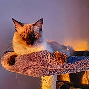 Salsa a rejoint le concours — aidez-le/la à gagner de superbes lots ! animal, cat, cat_tree, cats, companion, cozy, cute, domestic_animal, feline, fur, indoor, orange_light, paws, pet, portrait, relaxed, resting, shadow, sunset_light, whiskers