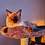 animal, cat, cat_tree, cats, companion, cozy, cute, domestic_animal, feline, fur, indoor, orange_light, paws, pet, portrait, relaxed, resting, shadow, sunset_light, whiskers