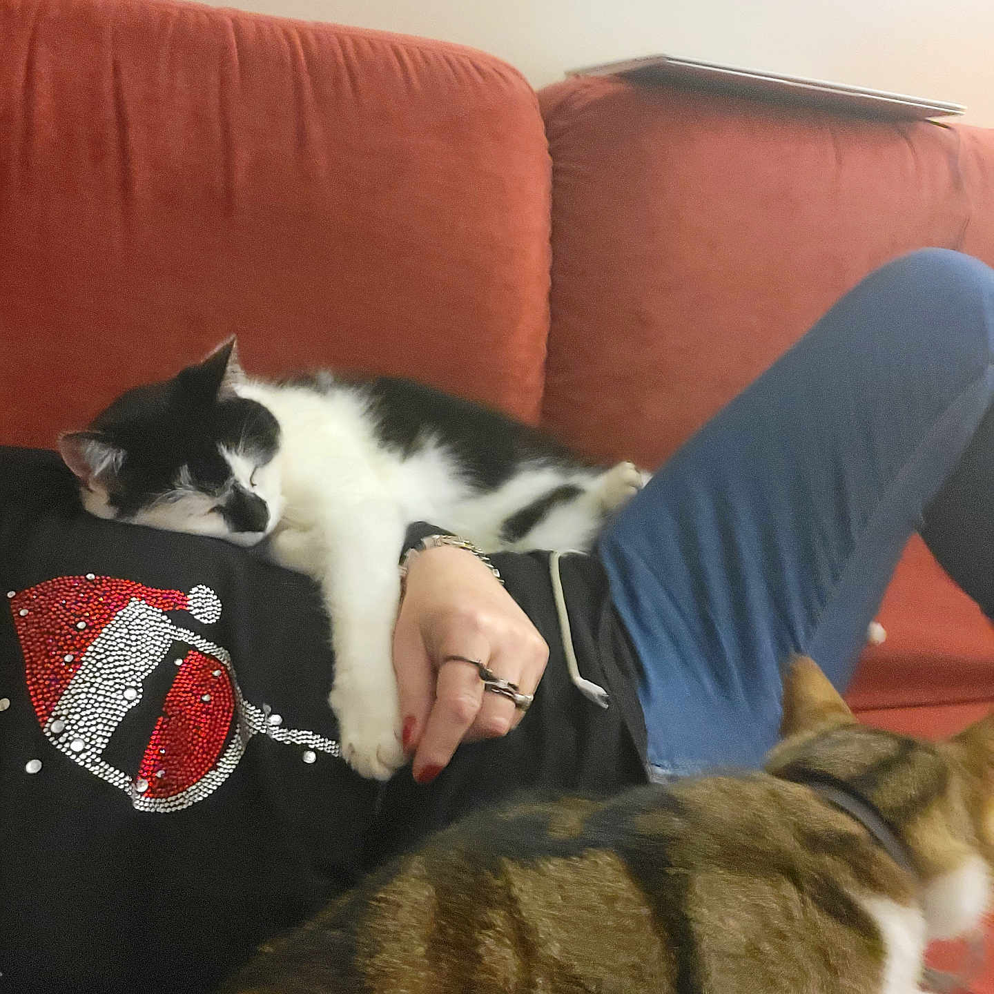 O Malley participe au concours pour gagner de l'argent avec cette photo : animal, architecture, building, canine, cat, chair, couch, cushion, dog, face, furniture, head, homedecor, husky, indoors, interiordesign, livingroom, person, pet, room