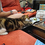 O Malley participe au concours pour gagner de l'argent avec cette photo : animal, architecture, building, cat, computer, couch, cushion, diningtable, electronics, furniture, indoors, laptop, livingroom, pc, person, pet, room, table, wood, wristwatch