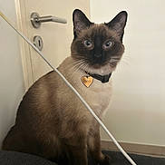 Pucci participe au concours pour gagner de l'argent avec cette photo : animal, blue_eyes, brown, cable, cat, collar, couch, cute, domestic_animal, door, door_handle, feline, fur, indoor, pet, portrait, siamese_cat, sitting, tag, whiskers