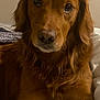 dog, golden_retriever, pet, portrait, close_up, bed, blanket, indoor, brown_fur, soulful_eyes, muzzle, whiskers, floppy_ears, paws, fur_texture, looking_at_camera, sleepy, cozy, domestic, canine