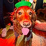 Leo joined the competition — help win amazing prizes! animal, background, canine, close_up, costume, dog, floor, fur, golden_retriever, green_hat, happy, indoor, lighting, person, pet, playful, red_light, sneakers, tongue_out, wooden_floor