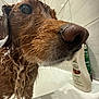 dog, wet_dog, bathtub, shampoo, shampoo_bottle, nose, whiskers, close_up, brown_fur, wet_fur, bath_time, tiles, bathroom, tub_rim, macro, muzzle, eye, water_droplets, grooming, soap_suds