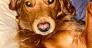 Leo joined the competition — help win amazing prizes! bed, blanket, brown_fur, close_up, cozy, cute, dog, eyes, flash, fur, golden_retriever, indoor, long_hair, lying_down, nose, paws, pet, pillow, portrait, relaxed