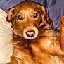 dog, golden_retriever, pet, lying_down, close_up, portrait, fur, brown_fur, bed, pillow, blanket, indoor, eyes, nose, paws, cozy, flash, long_hair, relaxed, cute