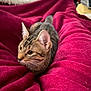 cat, kitten, tabby, pet, blanket, red_blanket, cozy, indoor, bed, ears, whiskers, fur, lounging, closeup, portrait, domestic_animal, feline, striped_fur, curious, soft_texture