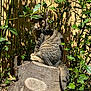 Filou participe au concours pour gagner de l'argent avec cette photo : cat, tabby_cat, feline, animal, tree_stump, stump, bamboo_fence, leaves, greenery, outdoor, sunlight, shadow, whiskers, tail, sitting, portrait, garden, nature, eyes, pet