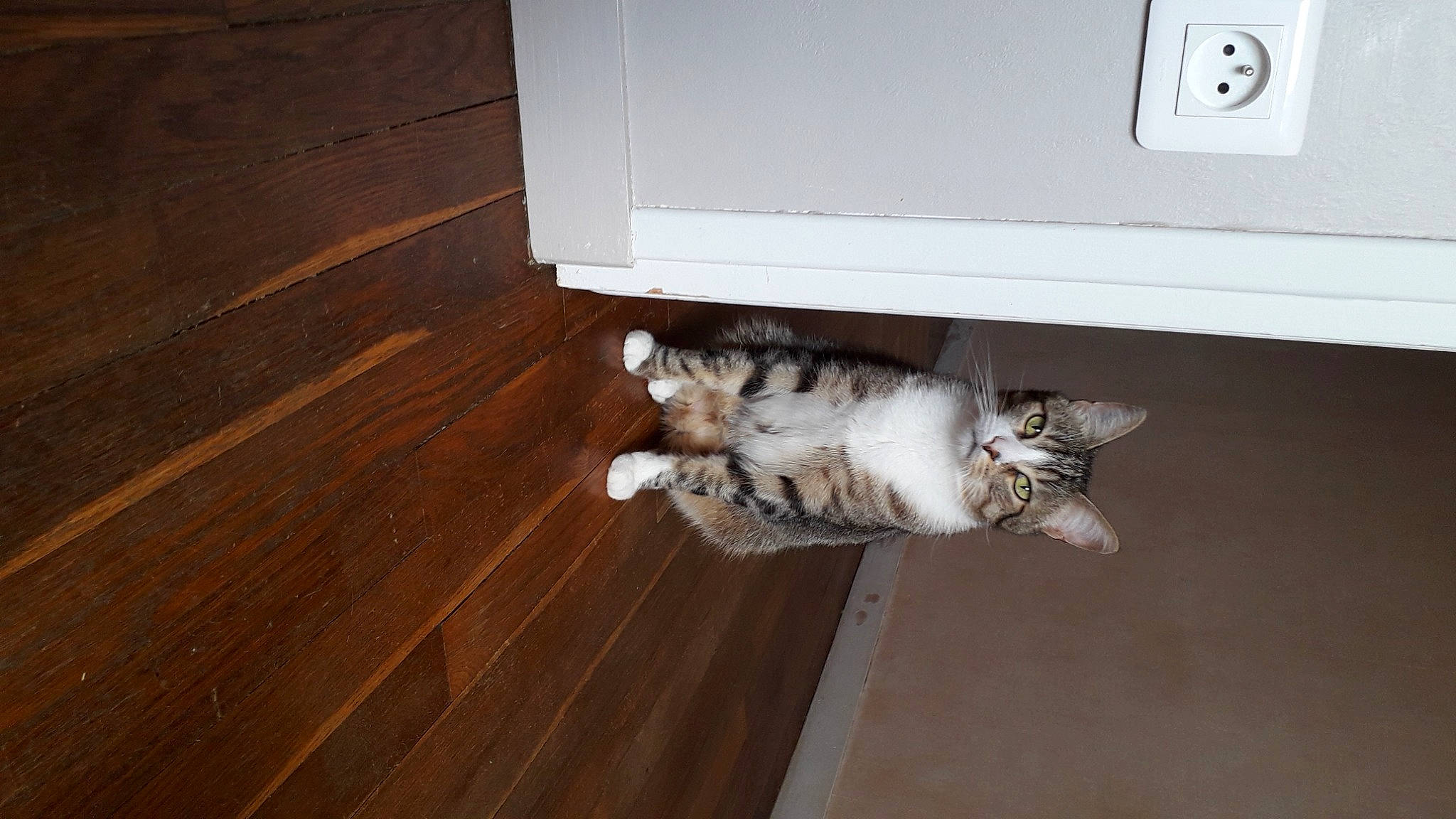 Nougat a rejoint le concours — aidez-le/la à gagner de superbes lots ! carnivore, cat, domestic_short_haired_cat, felidae, floor, flooring, fur, hardwood, laminate_flooring, paw, plank, plywood, room, small_to_medium_sized_cats, tail, varnish, whiskers, wood, wood_flooring, wood_stain