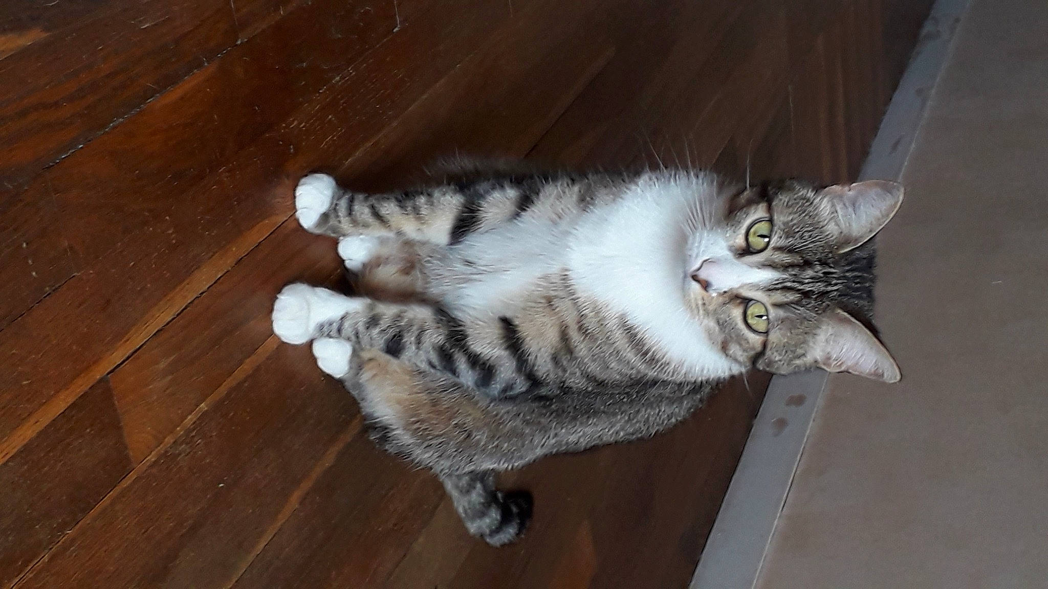 Nougat a rejoint le concours — aidez-le/la à gagner de superbes lots ! carnivore, cat, claw, domestic_short_haired_cat, felidae, flooring, foot, fur, grey, hardwood, paw, plank, small_to_medium_sized_cats, snout, tail, varnish, whiskers, wood, wood_flooring, wood_stain