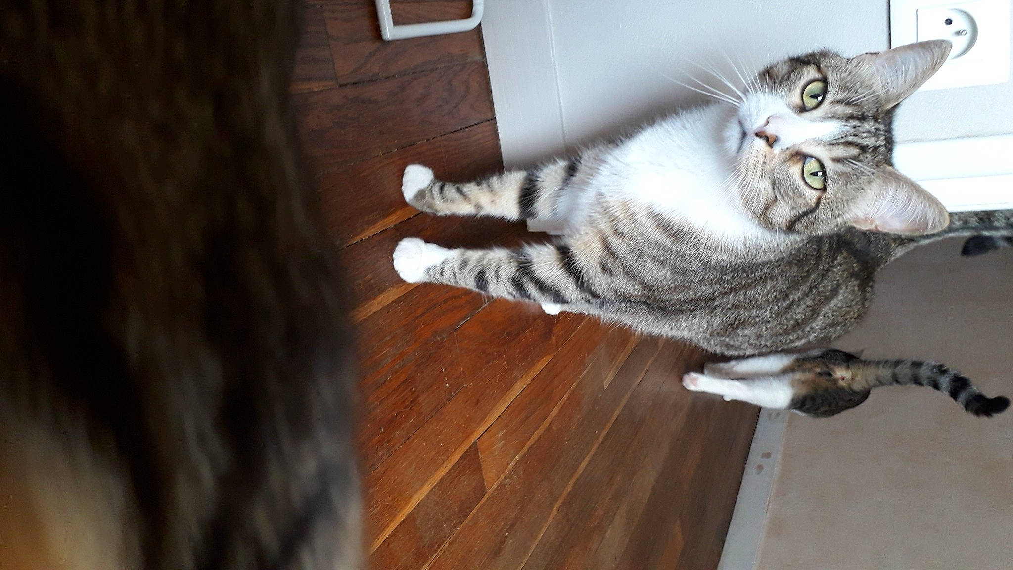 Nougat participe au concours pour gagner de l'argent avec cette photo : brown, carnivore, cat, comfort, domestic_short_haired_cat, door, felidae, flooring, fur, hardwood, laminate_flooring, paw, small_to_medium_sized_cats, snout, tail, varnish, whiskers, wood, wood_flooring, wood_stain