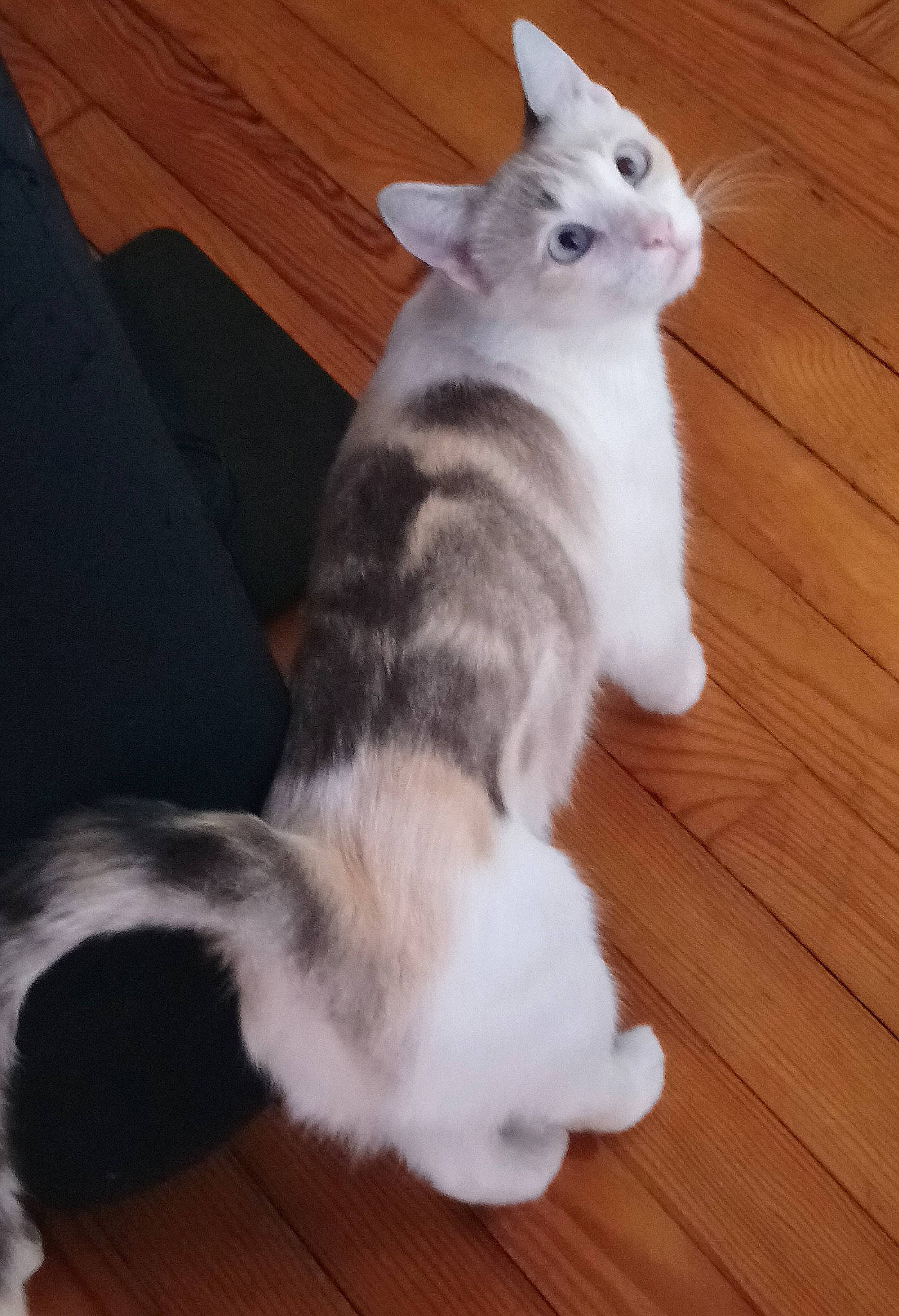 Hina a rejoint le concours — aidez-le/la à gagner de superbes lots ! american_curl, american_wirehair, asian, carnivore, cat, domestic_short_haired_cat, european_shorthair, felidae, fur, kitten, mammal, norwegian_forest_cat, paw, polydactyl_cat, ragamuffin, small_to_medium_sized_cats, tail, turkish_angora, turkish_van, whiskers