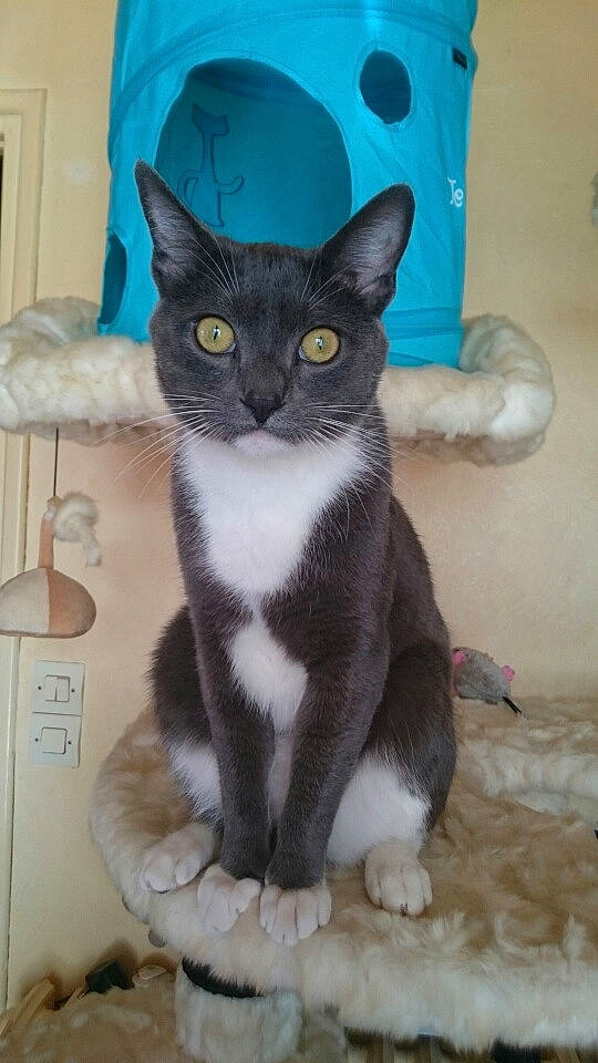 Gribouille participe au concours pour gagner de l'argent avec cette photo : aegean_cat, american_wirehair, asian, carnivore, cat, domestic_short_haired_cat, european_shorthair, felidae, german_rex, javanese, kitten, mammal, ojos_azules, oriental_shorthair, polydactyl_cat, small_to_medium_sized_cats, tail, vertebrate, whiskers