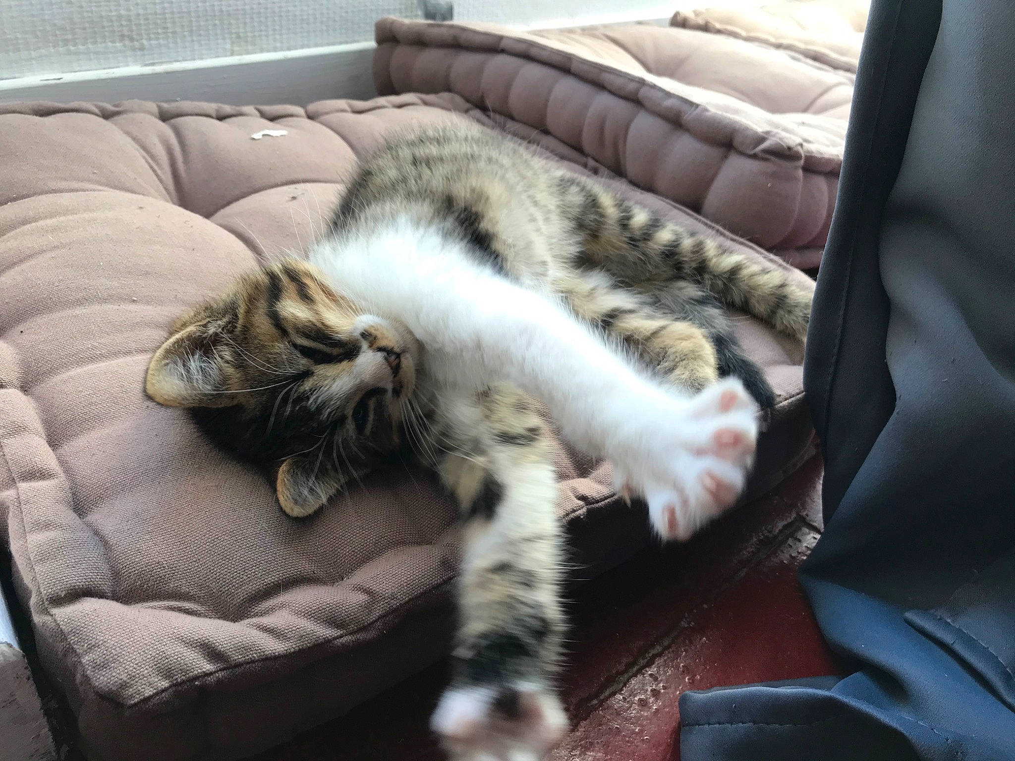 Louna a rejoint le concours — aidez-le/la à gagner de superbes lots ! american_shorthair, asian, carnivore, cat, claw, comfort, domestic_short_haired_cat, dragon_li, european_shorthair, felidae, fur, kitten, leg, nap, paw, sleep, small_to_medium_sized_cats, tabby_cat, whiskers