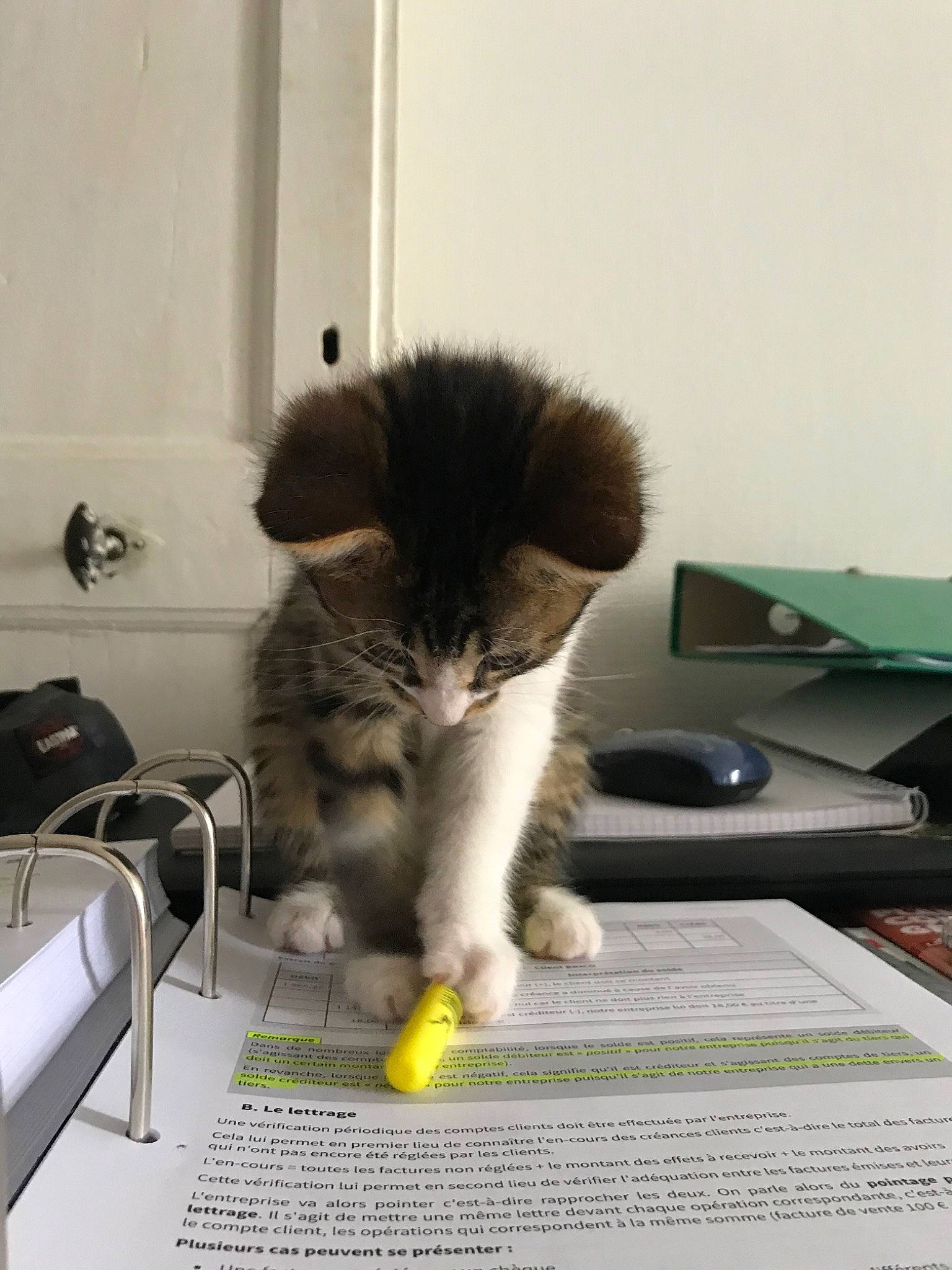 Louna participe au concours pour gagner de l'argent avec cette photo : carnivore, cat, domestic_short_haired_cat, felidae, fur, kitten, mammal, norwegian_forest_cat, paw, photo_caption, polydactyl_cat, small_to_medium_sized_cats, tail, whiskers