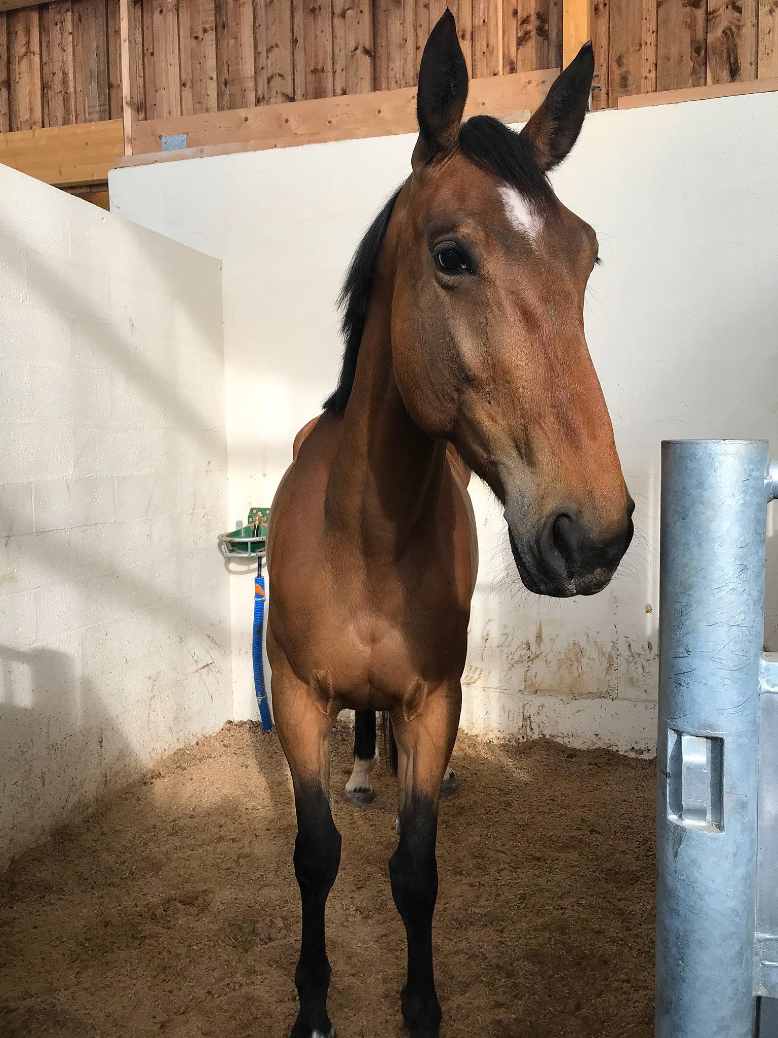 Danosa a rejoint le concours — aidez-le/la à gagner de superbes lots ! horse, horse_grooming, horse_supplies, horse_tack, horse_trainer, liver, livestock, mammal, mane, mare, mustang_horse, nose, pack_animal, snout, sorrel, stable, stallion, vertebrate