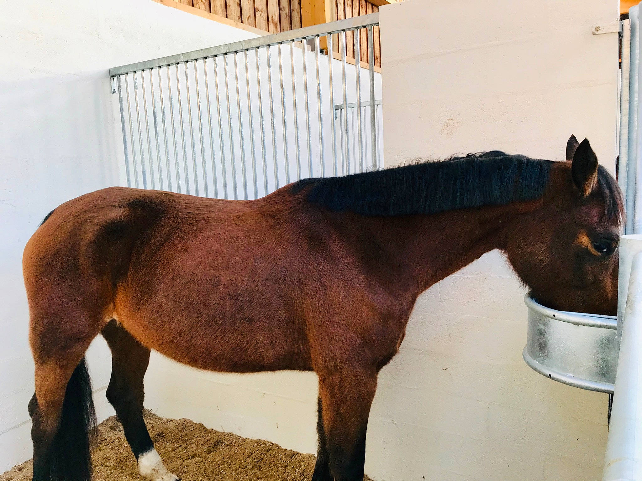 Danosa participe au concours pour gagner de l'argent avec cette photo : colt, horse, horse_grooming, horse_supplies, liver, livestock, mammal, mane, mare, mustang_horse, pack_animal, snout, sorrel, stable, stall, stallion, vertebrate