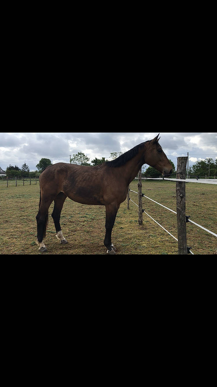Danosa a rejoint le concours — aidez-le/la à gagner de superbes lots ! colt, farm, foal, grassland, horse, horse_supplies, landscape, liver, livestock, mammal, mane, mare, mustang_horse, pack_animal, pasture, ranch, rein, sorrel, stallion, vertebrate