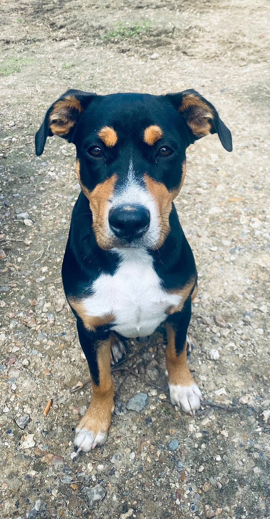 Gordon a rejoint le concours — aidez-le/la à gagner de superbes lots ! canidae, carnivore, companion_dog, dog, dog_breed, electric_blue, fawn, hunting_dog, plant, snout, sporting_group, terrestrial_animal, whiskers, working_animal, working_dog