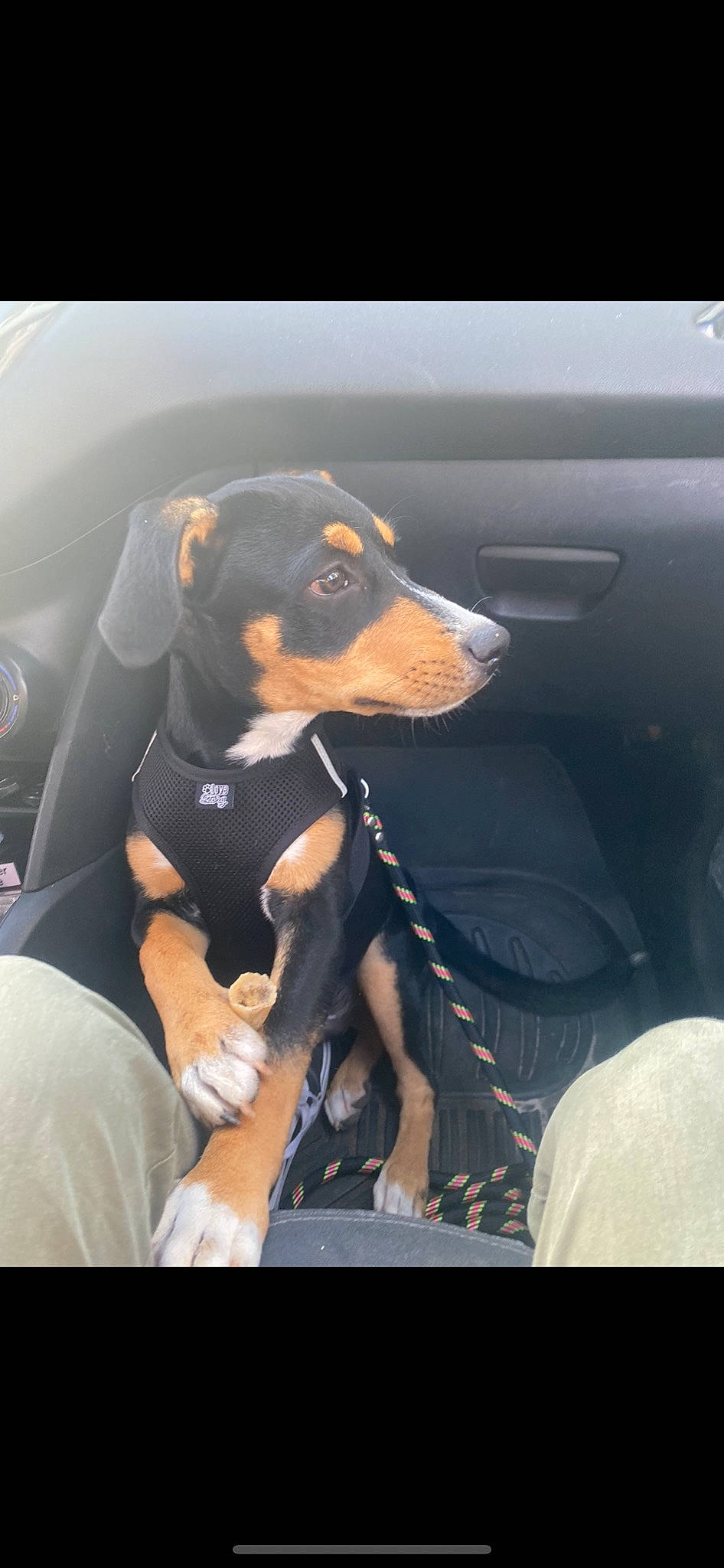 Gordon a rejoint le concours — aidez-le/la à gagner de superbes lots ! auto_part, automotive_design, automotive_exterior, automotive_lighting, bumper, canidae, carnivore, companion_dog, dog, dog_breed, guard_dog, hunting_dog, pinscher, sporting_group, street_fashion, vehicle_door, windshield, working_dog