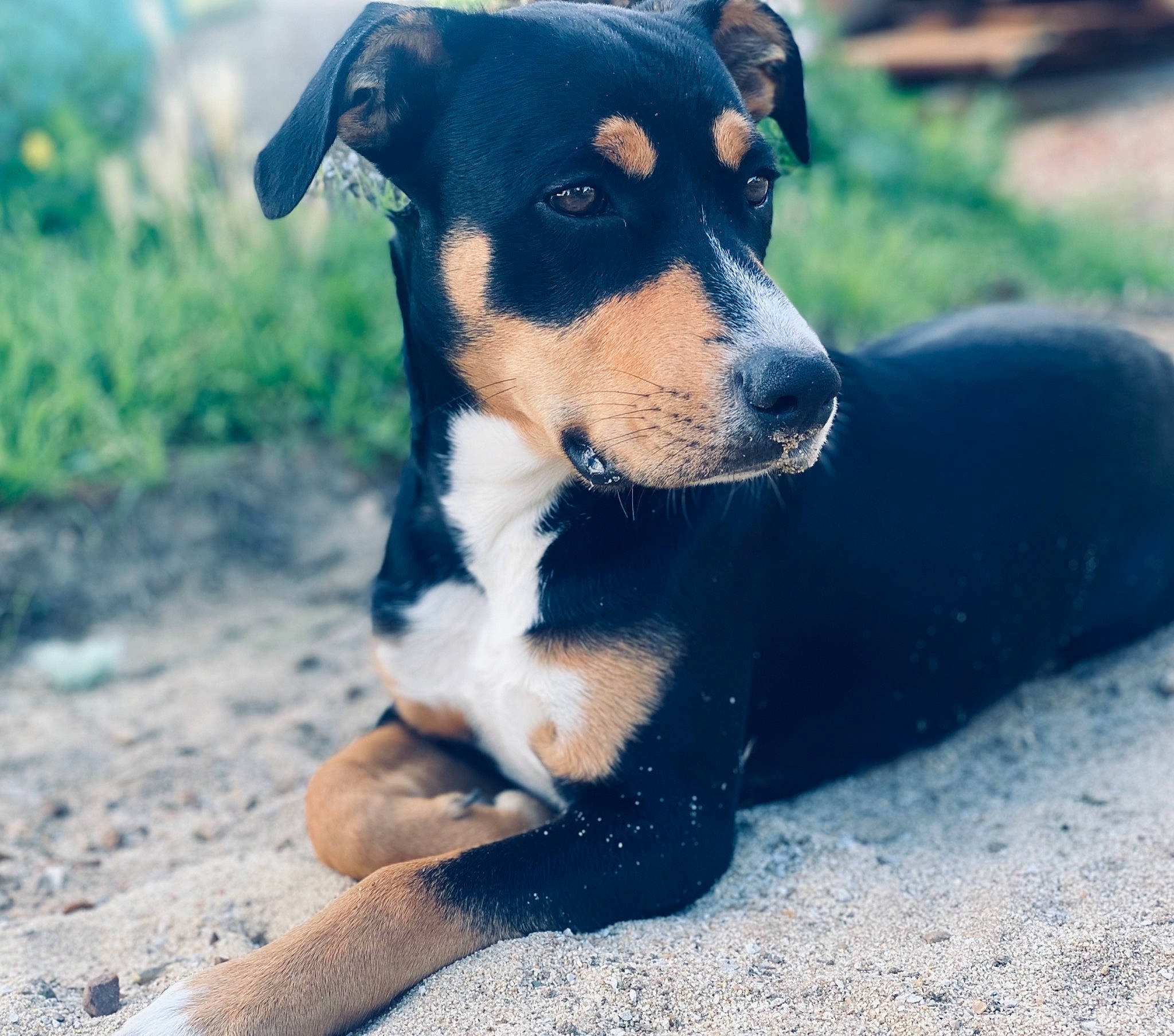 Gordon a rejoint le concours — aidez-le/la à gagner de superbes lots ! canidae, carnivore, companion_dog, dog, dog_breed, electric_blue, landscape, paw, plant, puppy, sporting_group, terrestrial_animal, terrier, whiskers, working_animal, working_dog