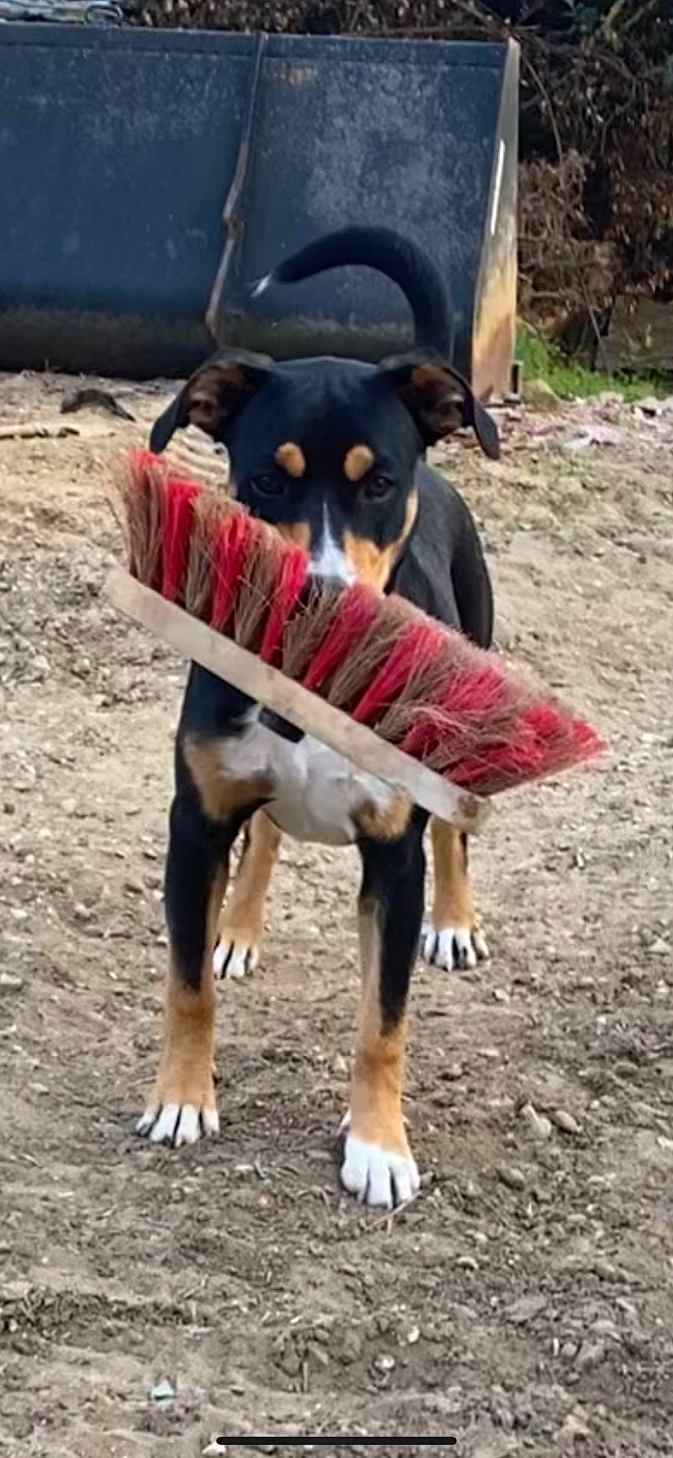 Gordon participe au concours pour gagner de l'argent avec cette photo : art, canidae, carmine, carnivore, dog_breed, dress, eyewear, fashion_accessory, fur, grass, hat, headgear, recreation, snout, sporting_group, tail, tradition, tree, wildlife, working_animal