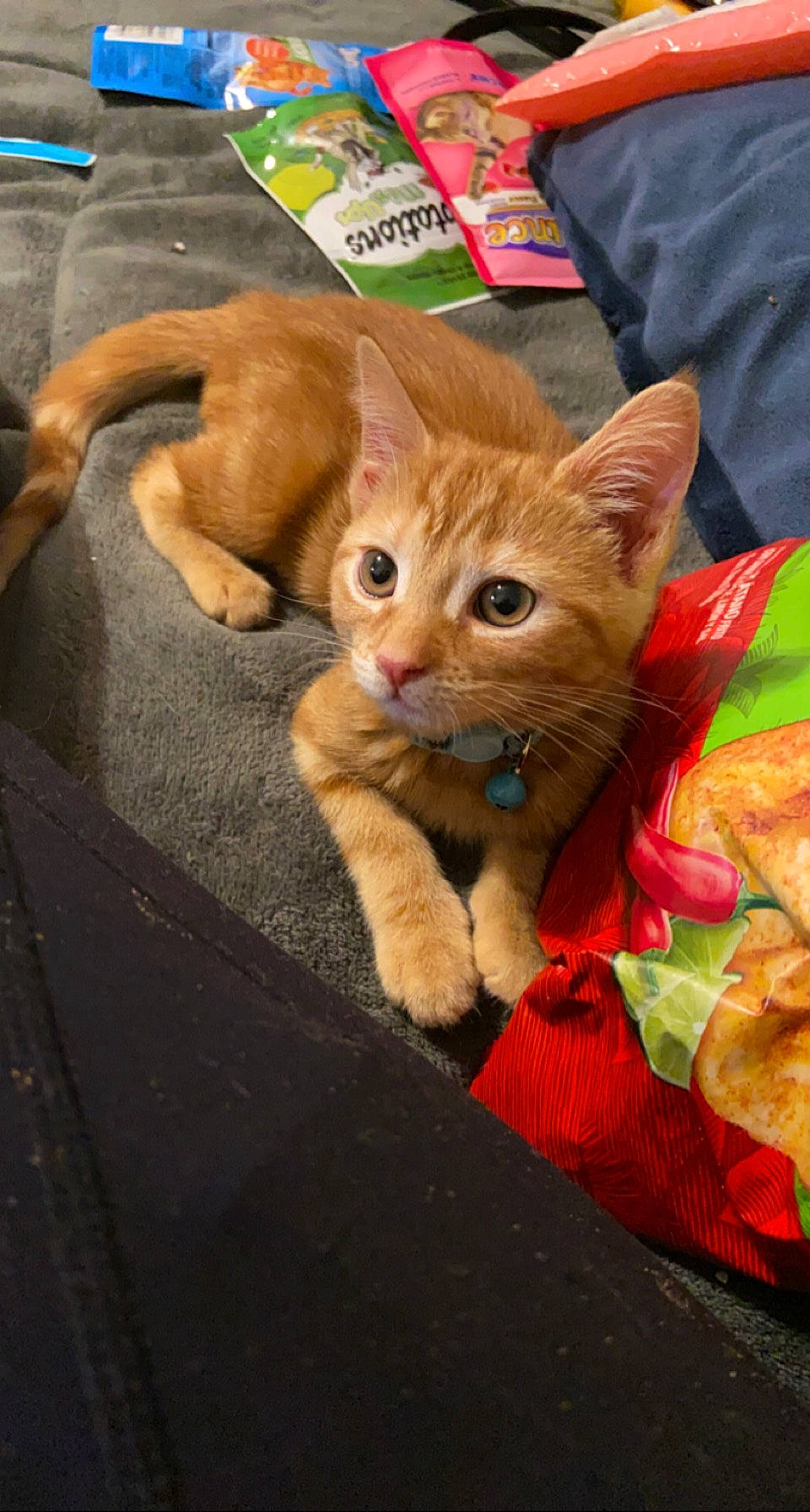 Gigi is registered to the contest to win money with this photo: carnivore, cat, claw, comfort, domestic_short_haired_cat, eye, fawn, felidae, flooring, fur, paw, small_to_medium_sized_cats, snout, tail, whiskers