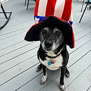 Iris joined the competition — help win amazing prizes! dog, black_and_white, hat, uncle_sam_hat, deck, outdoor, patio, wooden_floor, furniture, collar, pet_tag, sitting, canine, festive, costume, animal, portrait, domestic_animal, calm, close_up