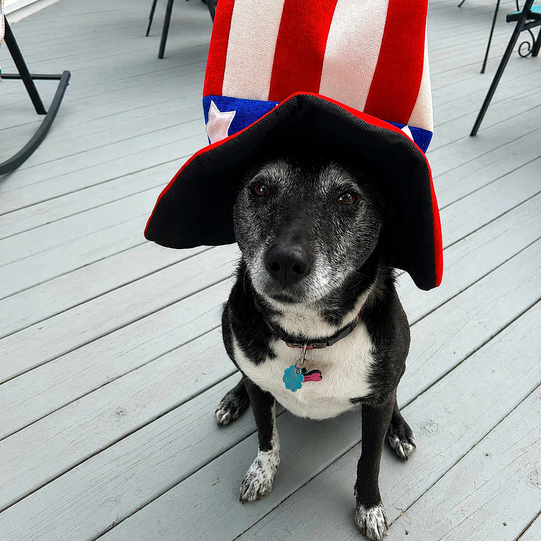 Iris joined the competition — help win amazing prizes! dog, black_and_white, hat, uncle_sam_hat, deck, outdoor, patio, wooden_floor, furniture, collar, pet_tag, sitting, canine, festive, costume, animal, portrait, domestic_animal, calm, close_up