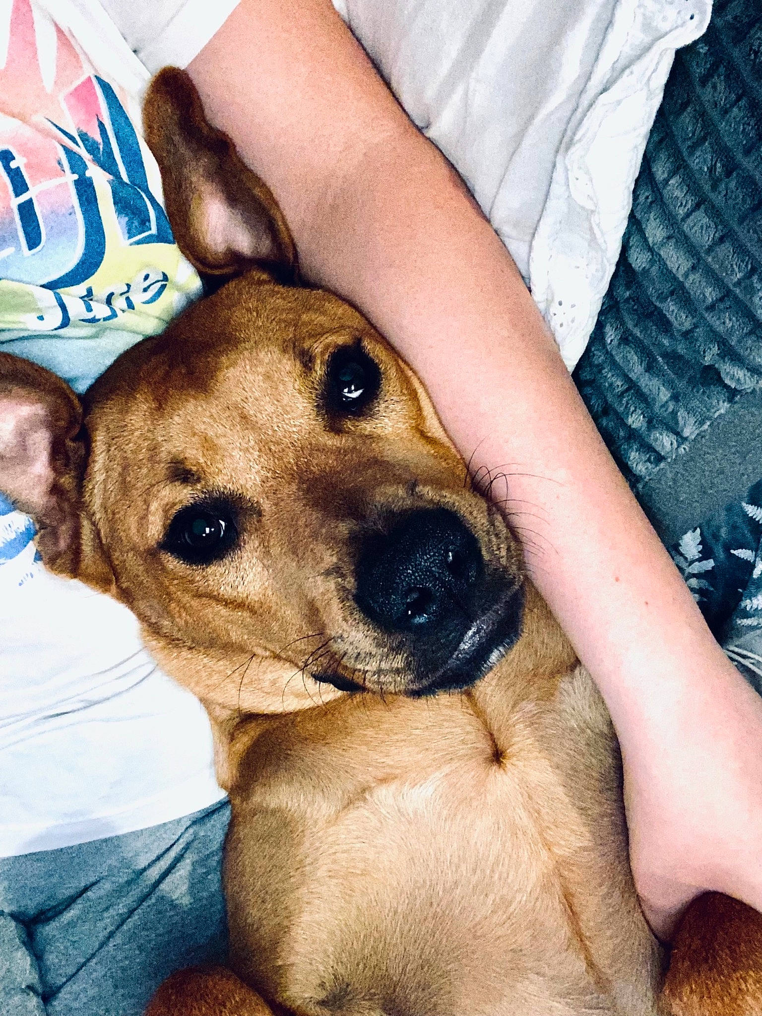 Simba a rejoint le concours — aidez-le/la à gagner de superbes lots ! canidae, carnivore, collar, comfort, companion_dog, dog, dog_breed, dog_collar, dog_supply, fawn, fur, human_leg, logo, non_sporting_group, paw, puppy_love, smile, sporting_group, whiskers, working_animal