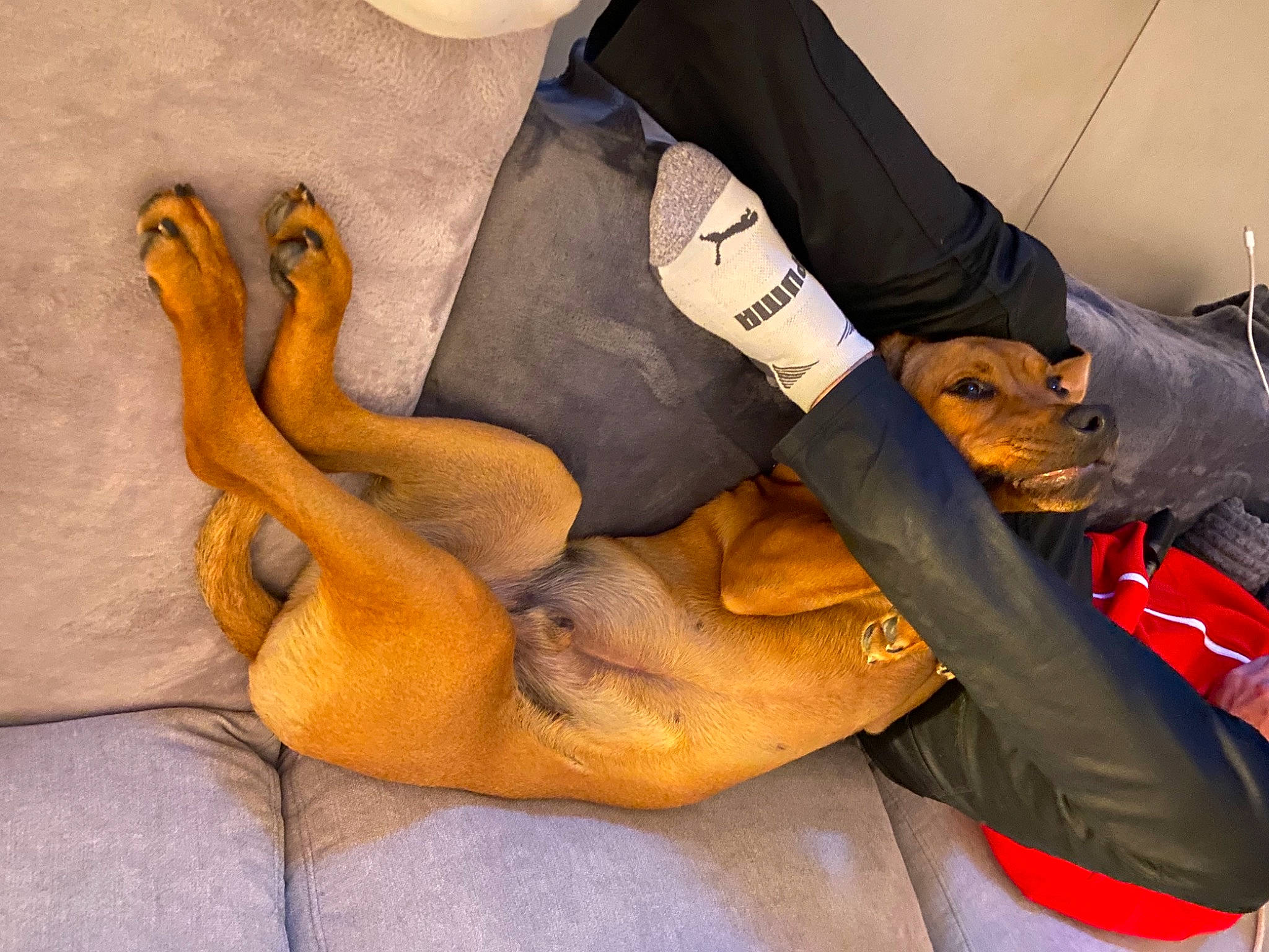 Simba a rejoint le concours — aidez-le/la à gagner de superbes lots ! abdomen, art, canidae, carnivore, comfort, companion_dog, dog, dog_breed, fawn, foot, guard_dog, human_leg, knee, mammal, paw, sporting_group, tail, textile, thigh, weimaraner