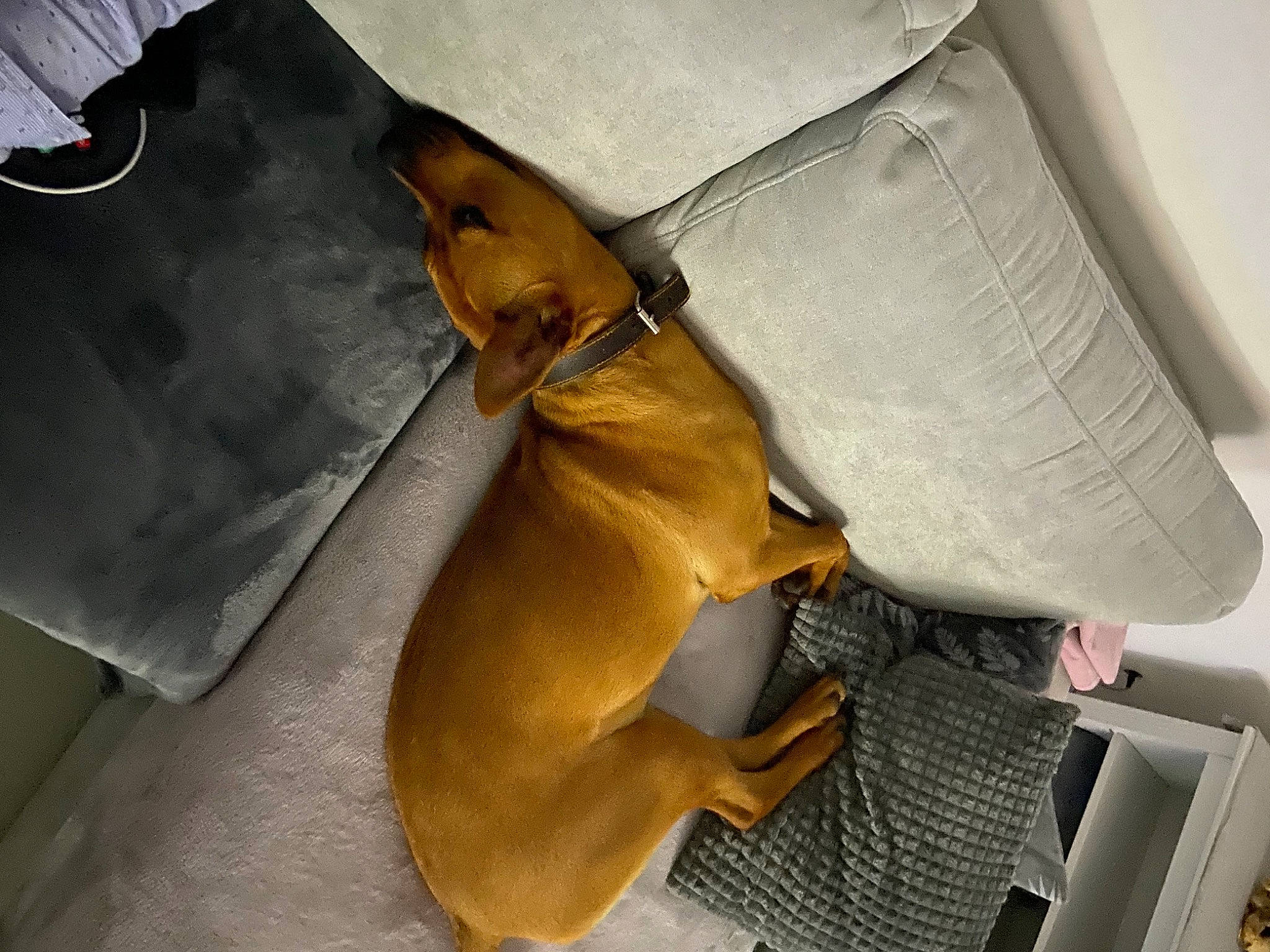 Simba participe au concours pour gagner de l'argent avec cette photo : bag, carnivore, comfort, companion_dog, dog, dog_breed, fashion_accessory, fawn, human_leg, leather, personal_protective_equipment, working_animal