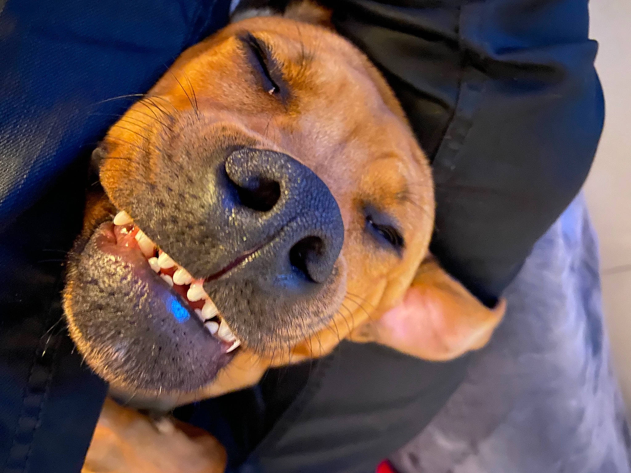 Simba a rejoint le concours — aidez-le/la à gagner de superbes lots ! canidae, carnivore, companion_dog, dog, dog_breed, ear, eyewear, fang, fawn, fur, guard_dog, jaw, paw, personal_protective_equipment, smile, snout, sporting_group, whiskers, working_animal, wrinkle