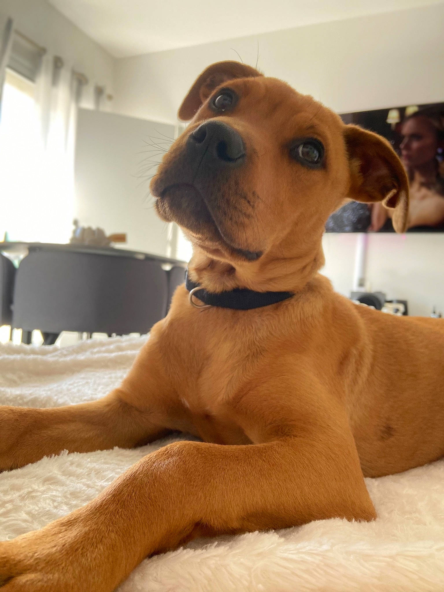 Simba participe au concours pour gagner de l'argent avec cette photo : art, canidae, carnivore, collar, comfort, companion_dog, dog, dog_breed, dog_collar, flooring, fur, guard_dog, hardwood, hound, liver, paw, pet_supply, sporting_group, whiskers, working_animal