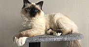 Oggy participe au concours pour gagner de l'argent avec cette photo : balinese, birman, carnivoran, cat, cat_like_mammal, domestic_short_haired_cat, fur, mammal, paw, ragdoll, siamese, small_to_medium_sized_cats, snout, snowshoe, thai, whiskers