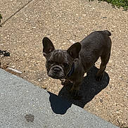 Coco is registered to the contest to win money with this photo: french_bulldog, puppy, dog, canine, pet, outdoor, sidewalk, concrete, shadow, sunlight, grass, curious, ears, small_dog, young_dog, animal, looking_up, daylight, texture, adorable