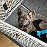Coco joined the competition — help win amazing prizes! dog, french_bulldog, puppy, pet, playpen, dog_bed, toy, blue_collar, floor, wooden_floor, blanket, indoor, curious, ears, cute, animal, young, pet_toy, pet_bed, looking_up